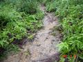 #2: Narrow muddy path heading uphill directly towards confluence.