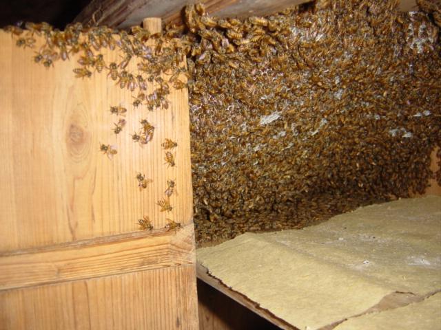 Honeybees in kitchen crockery cabinet