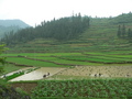 #5: Peasants planting rice; the confluence 750 metres SE on the other side of the hill.