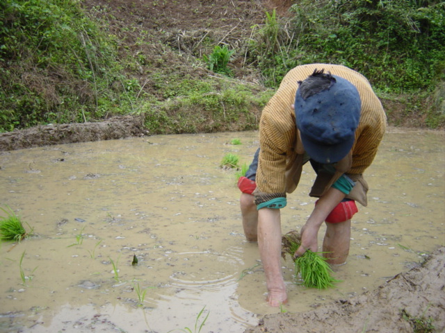 A peasant planting rice the old-fashioned, backbreaking way, by bending down and firmly placing each young seedling into the mud by hand