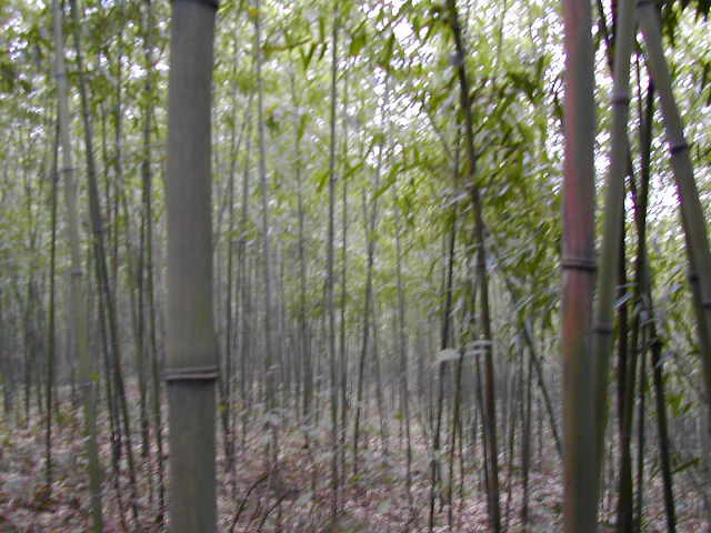 Confluence Point in a Bamboo Grove facing West