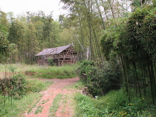 #1: South facing: bamboo pavilion.