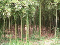 #2: East Facing: bamboo.