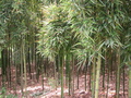 #4: West facing: bamboo.