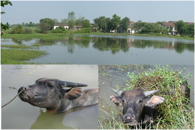 North view across the pond with XONG JIA ZAI village & water buffalos