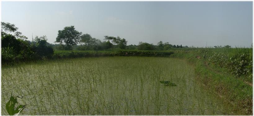 Confluence in rice field with lotus leaf indication, north view