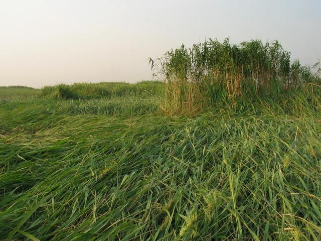 View north - tall grass and reeds