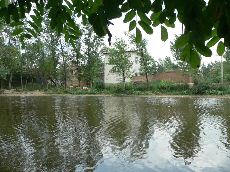 Looking east, across the Zhèng Family Fish Pond