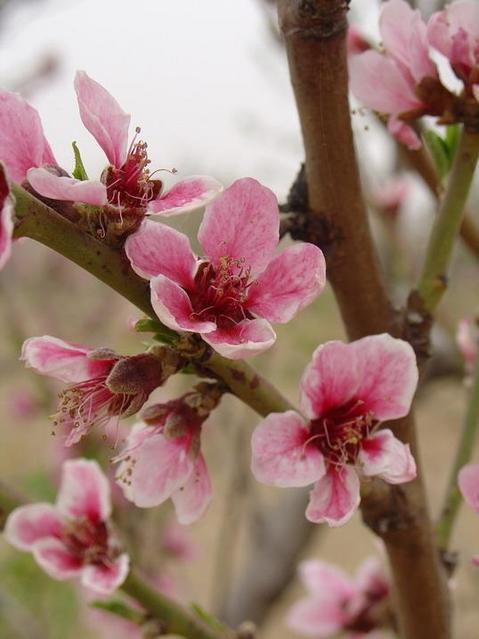 Blooming Peach Blossoms/桃花朵朵开
