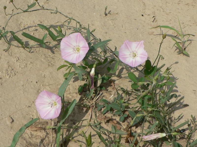 Pink flowers on track