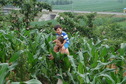 #4: Targ and Andy traversing the cornfield