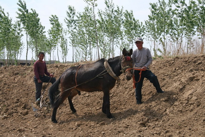 Native people working with horse