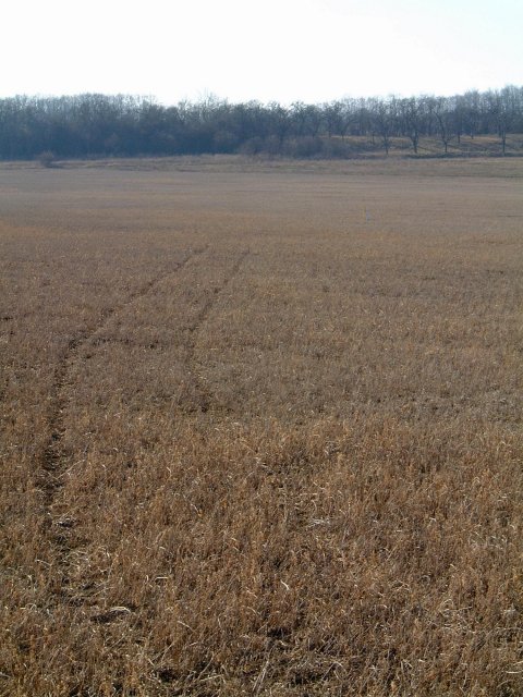 Vehicle track from the road leading down to the marker beacon at the N50 E15 confluence.