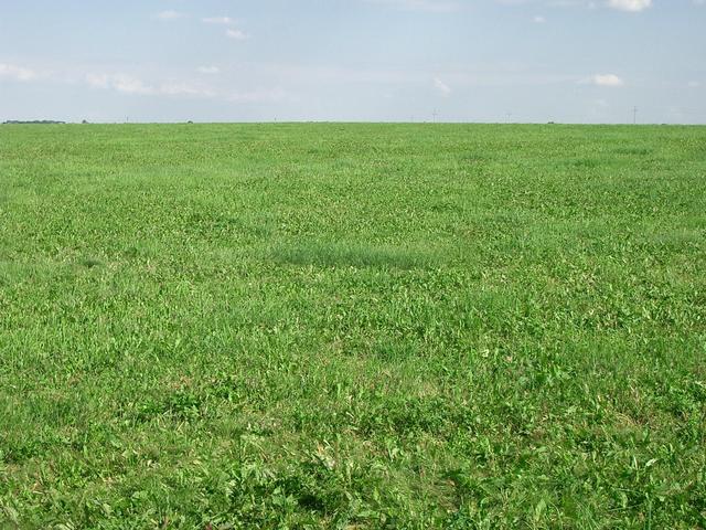 View West – grassland
