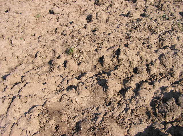 The confluence point lies in this ploughed field