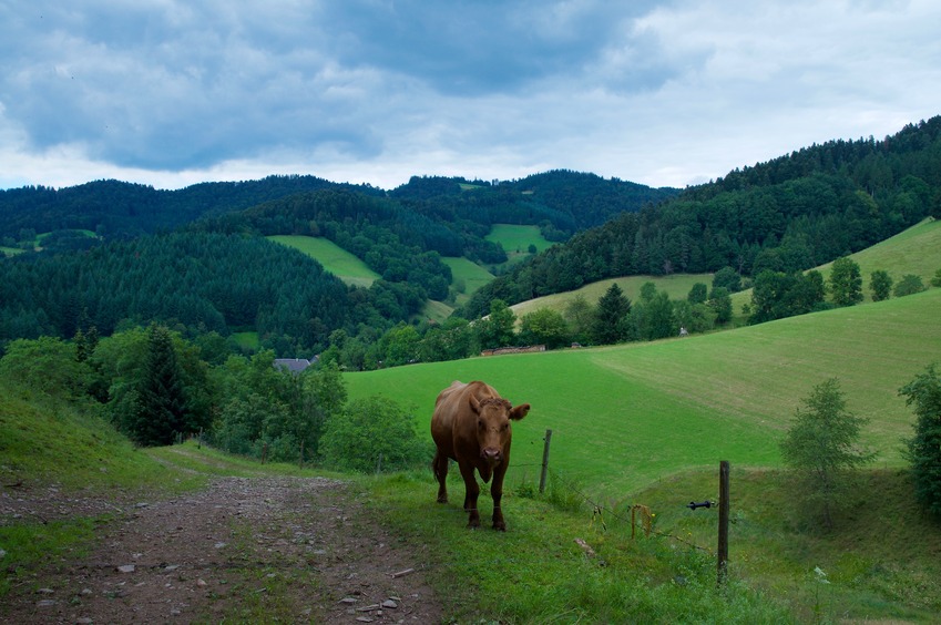 A view of the countryside (including a curious cow) just 200 m or so from the point