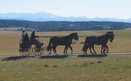 #6: Carriage drawn 100m North of the Confluence