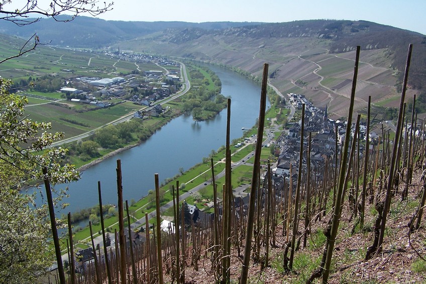 Vineyards overlooking the Moselle river