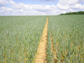 #7: Track in the field leading to the CP