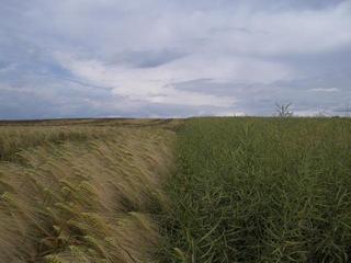 #1: CP in rape field (right), view from south