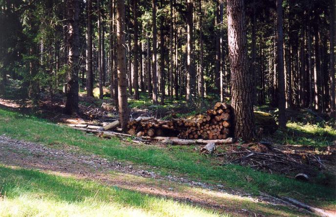 View of the pile of cut wood (towards N)