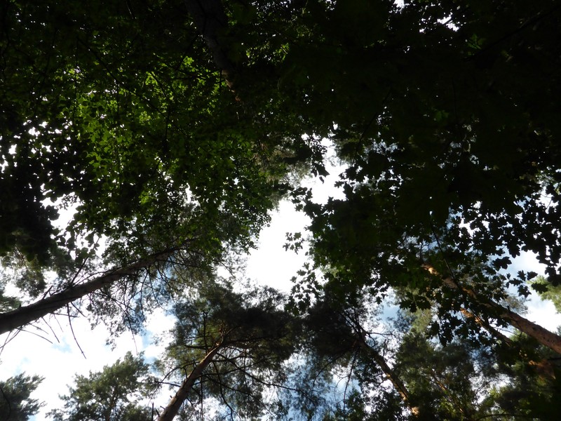 Trees and sky above