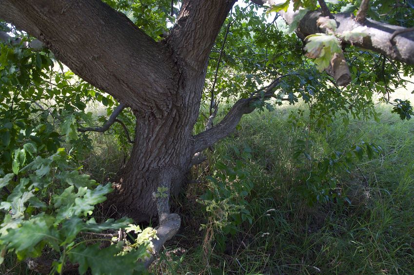 The confluence point lies almost directly under an oak tree
