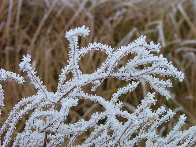 White frost at the fields