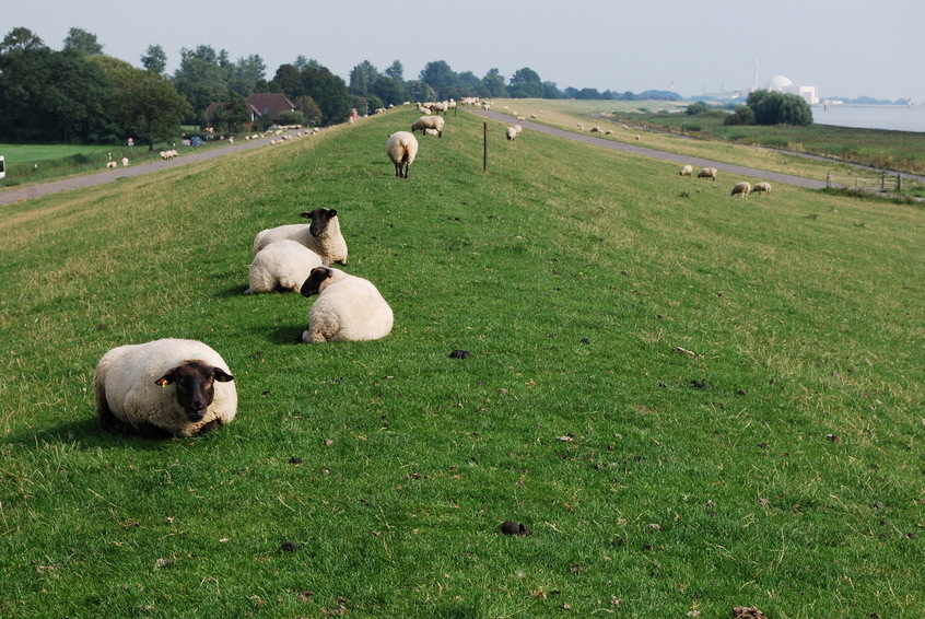 Sheep at the dike
