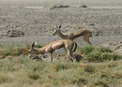 #15: Gazelles as we neared Lake Abhé