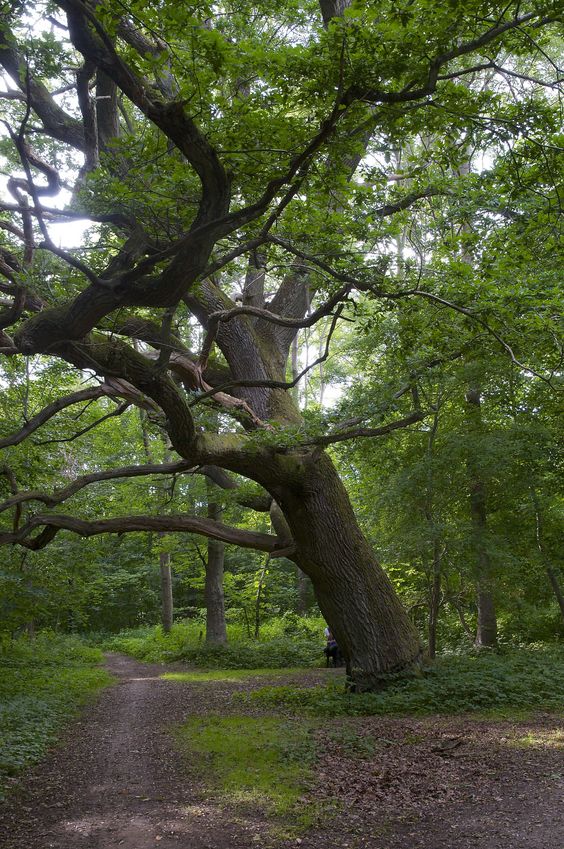 An impressive oak tree, seen near the entrance to the trail system
