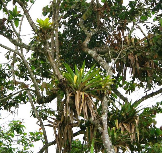 South - Epiphytes in trees