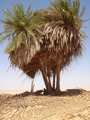 #9: One cluster of the palm trees at Bi'r Nukhayla