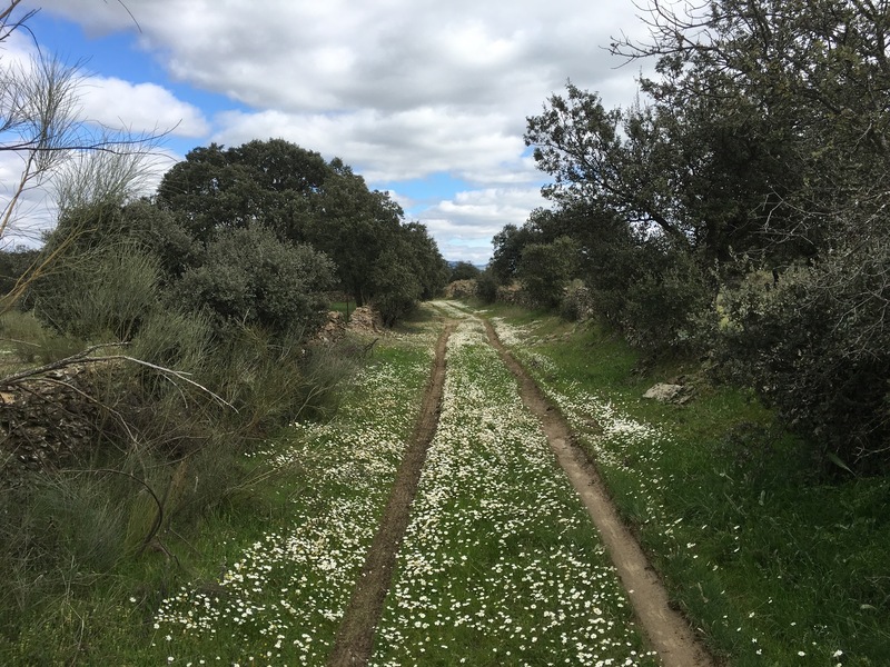 Track to the Confluence with daisies