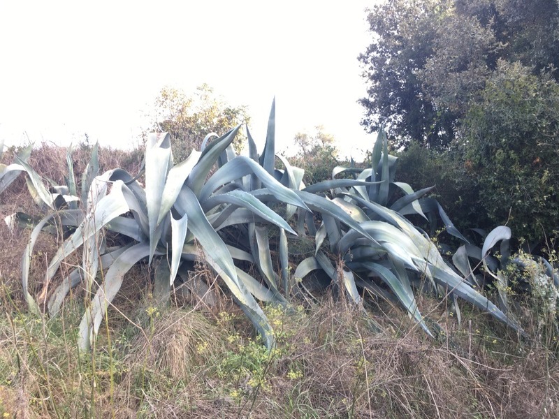 Nearby agave