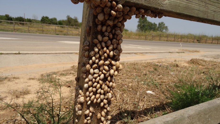 Snails at a fence near the junction