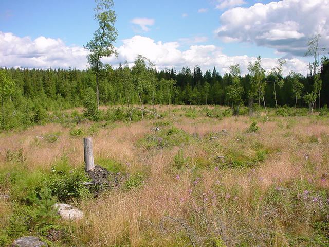View to the East over the clearfelling site
