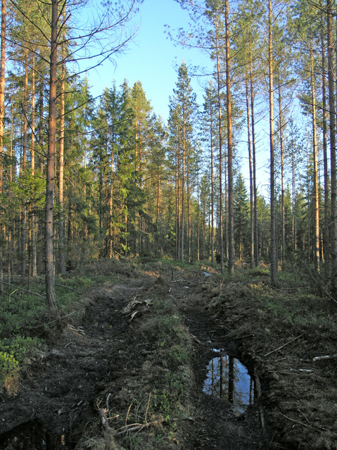 A logging track goes through the point!