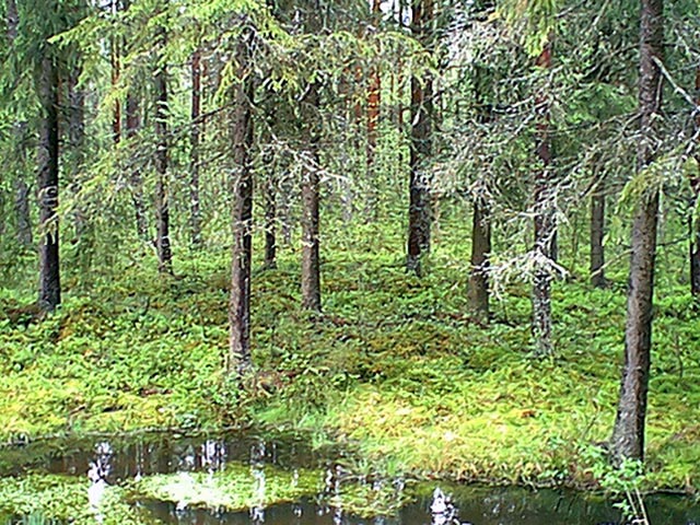 A view towards the confluence, located in the woods just behind the trees.