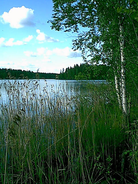 The lakeside (Tallusjarvi lake) view near the confluence.