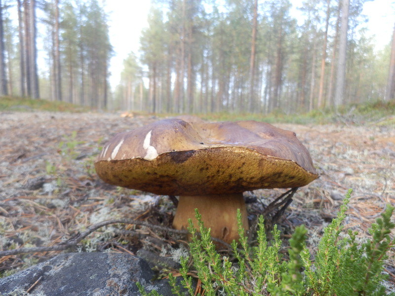 A Mushroom near the Confluence