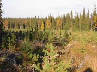 #1: The clear-cut area as a whole.  The confluence is at the far end to the right near the tall yellow birch.