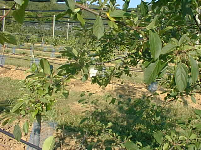 One of the young apple trees