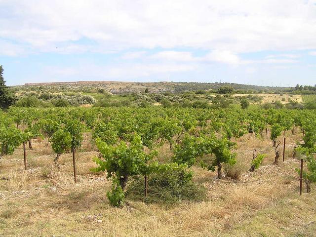 the vineyard near Sigean