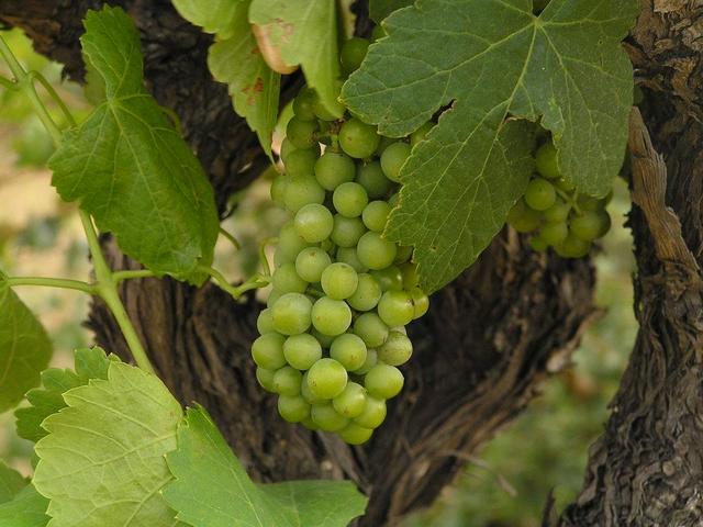 the grapes are not yet ripe in July
