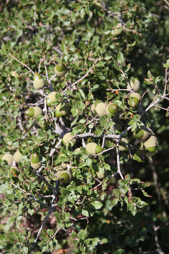 Kermes oak (Quercus coccifera)