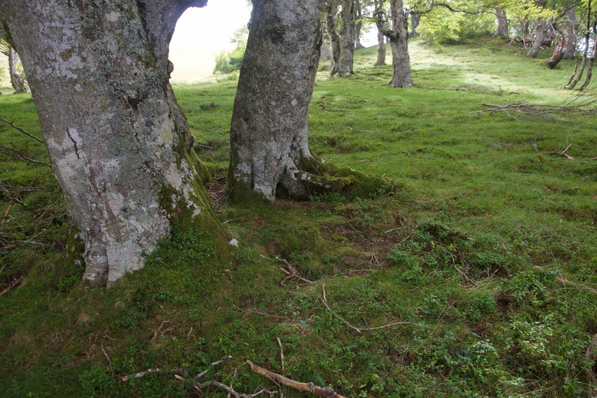The confluence point lies on a steep north-facing slope, within a grove of oak trees