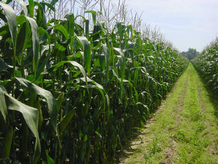 #1: Heading South, path in the middle of the corn field