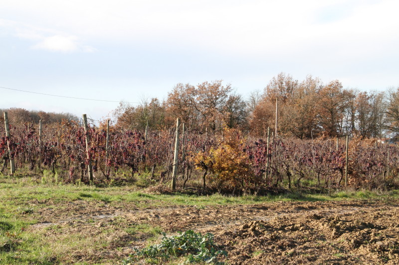 Small vineyard, about 80 metres from the CP