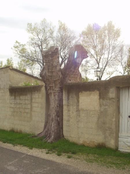 A tree in a wall, closed to the point
